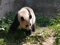 Pandas (059)